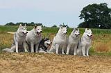 SIBERIAN HUSKY 096